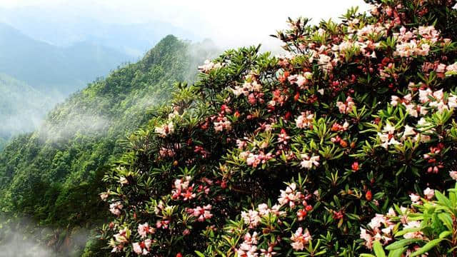 这可能是史上最全的浙江赏花地图