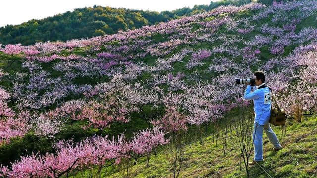 这可能是史上最全的浙江赏花地图