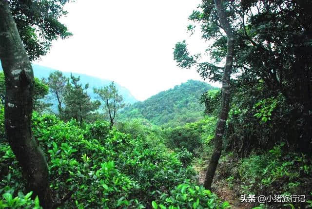 不走寻常路，南澳岛旅游之后花园