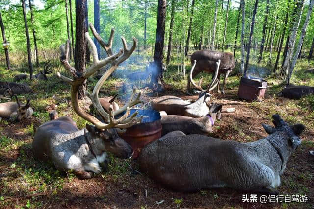 天津出发环游内蒙大草原（五）呼伦贝尔旅游路线规划及食宿概况