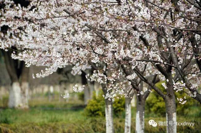 太仓人，这份2019年赏花时间表要收好！