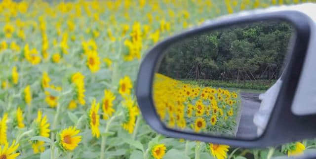 太仓人，这份2019年赏花时间表要收好！