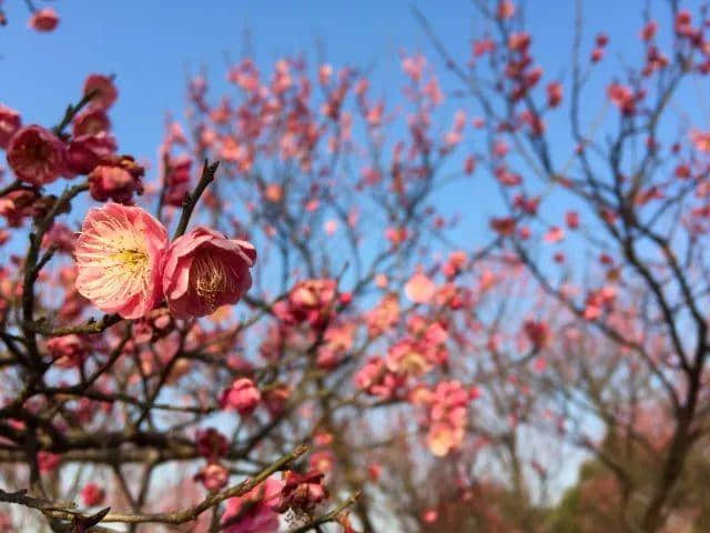 太仓人，这份2019年赏花时间表要收好！