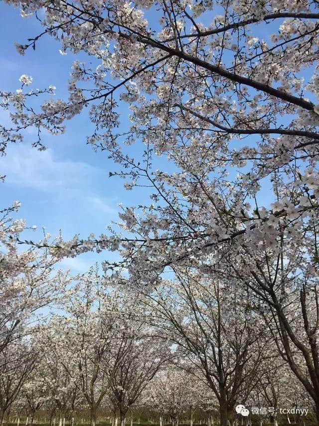 太仓人，这份2019年赏花时间表要收好！