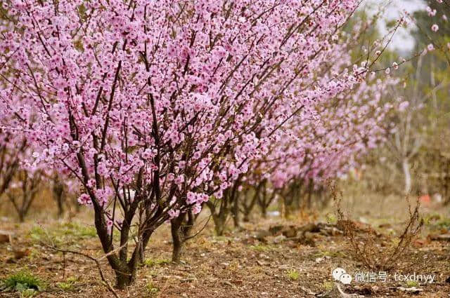 太仓人，这份2019年赏花时间表要收好！