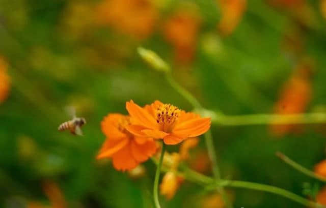 谁夏了你的夏天？一定是遂昌后江的这片灿烂花海~