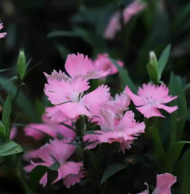 谁夏了你的夏天？一定是遂昌后江的这片灿烂花海~