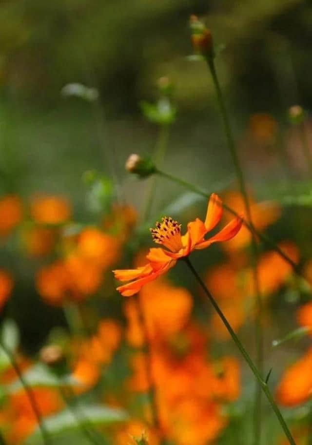 谁夏了你的夏天？一定是遂昌后江的这片灿烂花海~