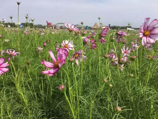 周末｜内蒙古香草园，与你一起美（附路线指南）