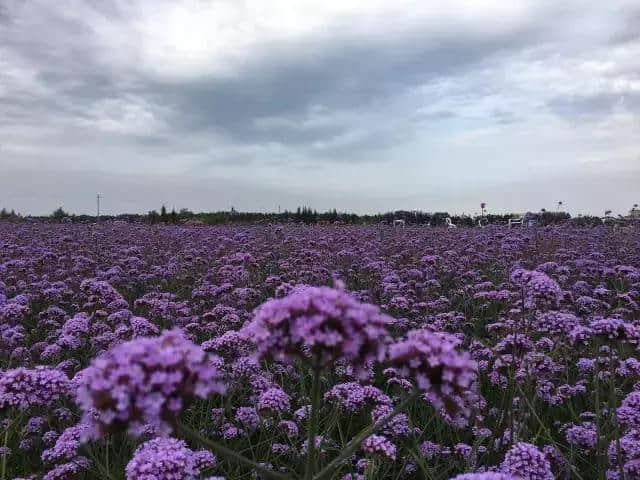 周末｜内蒙古香草园，与你一起美（附路线指南）