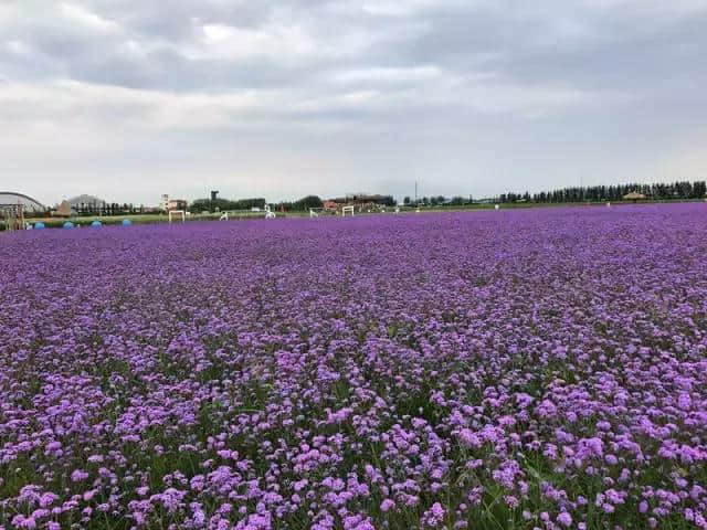 周末｜内蒙古香草园，与你一起美（附路线指南）