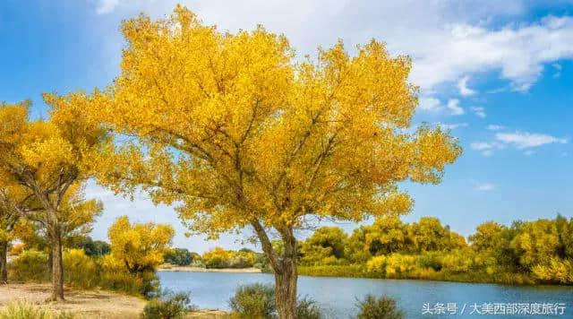 额济纳旗旅行全攻略，最美的季节就快到了，提前收藏！