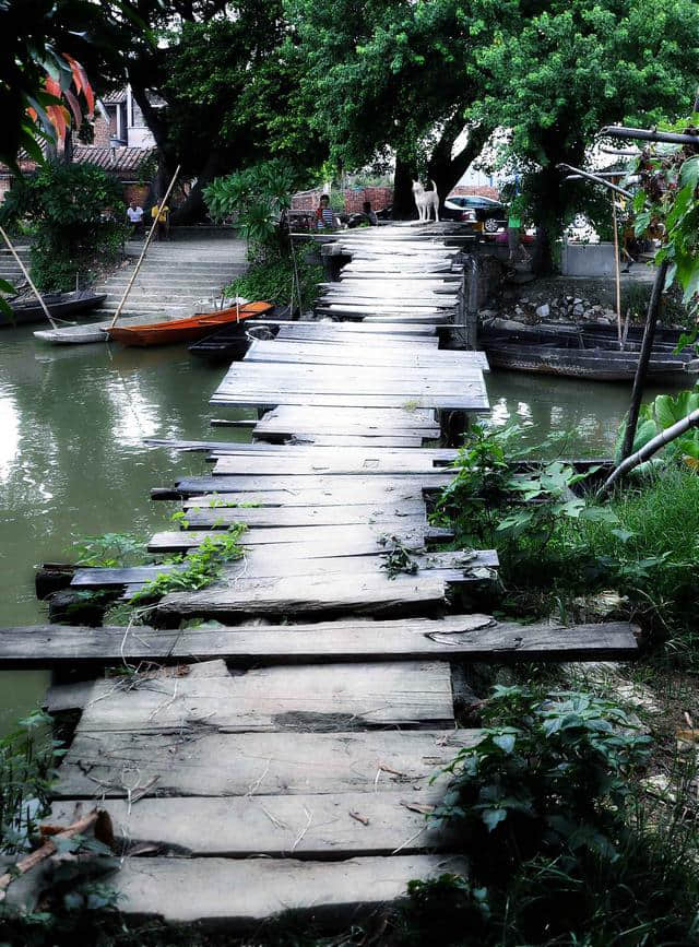 古劳水乡的流连，江门市旅游景点，广东行33