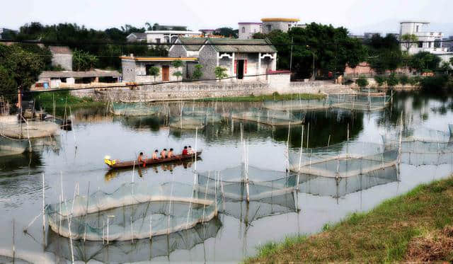 古劳水乡的流连，江门市旅游景点，广东行33