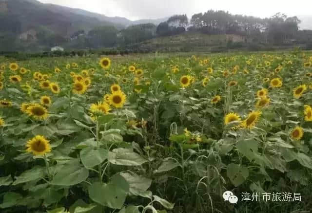 「国庆走起」再有人问你平和哪里好玩，你就把这份平和旅游景点大全发给ta