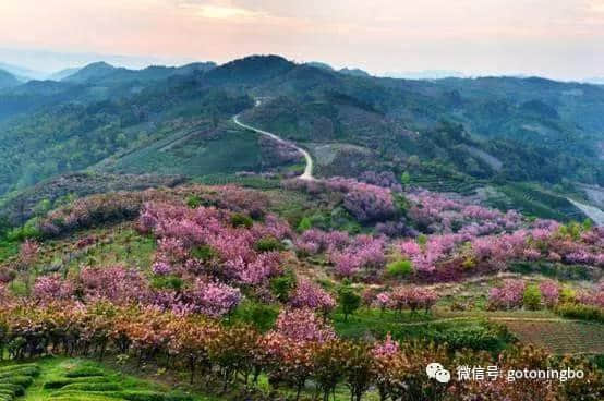 比“三生三世”十里桃林还要美的花海就在宁波，周末约起！