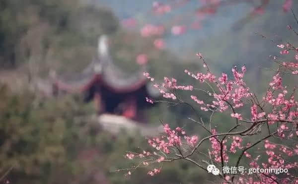 比“三生三世”十里桃林还要美的花海就在宁波，周末约起！