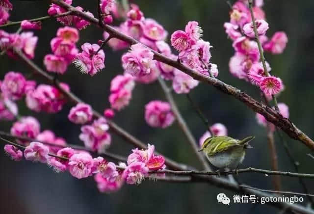 比“三生三世”十里桃林还要美的花海就在宁波，周末约起！