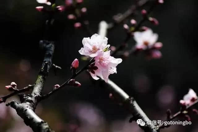 比“三生三世”十里桃林还要美的花海就在宁波，周末约起！