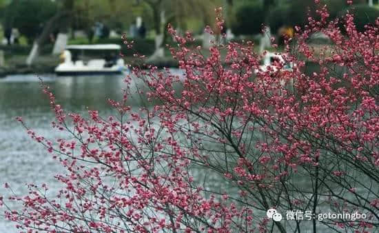 比“三生三世”十里桃林还要美的花海就在宁波，周末约起！