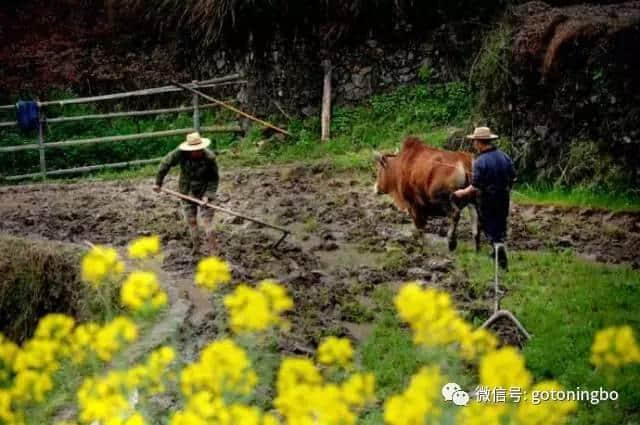 比“三生三世”十里桃林还要美的花海就在宁波，周末约起！