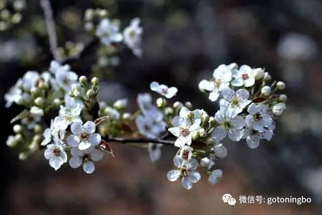 比“三生三世”十里桃林还要美的花海就在宁波，周末约起！