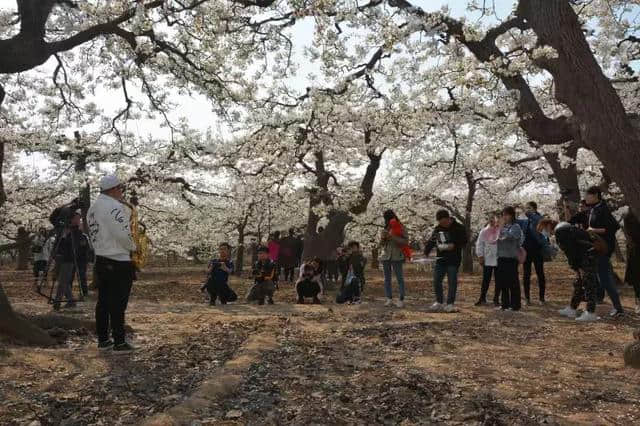 最美梨花节，30余家网络媒体赴赵县梨园采风