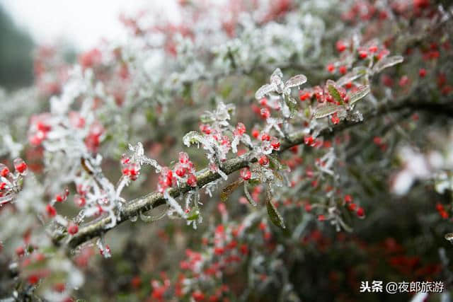 贵州大方：寒冷的同时也有不少美景！