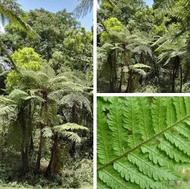 普洱“十大历史景观”之——墨江西岐桫椤林