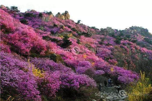 「旅游推荐」冬季旅游不知道去哪？看这篇就够了！