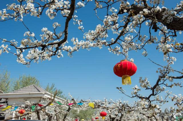 赵县发布：赵县第十九届梨花节开幕