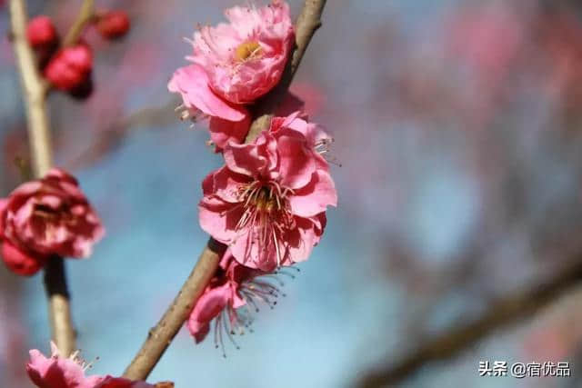 苏州初春旅游攻略：西山岛梅花进入最佳观赏期，实地美图欣赏！