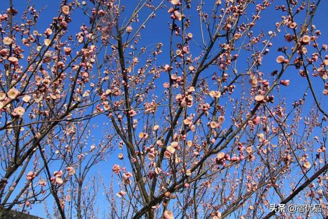 苏州初春旅游攻略：西山岛梅花进入最佳观赏期，实地美图欣赏！