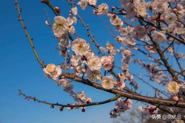 苏州初春旅游攻略：西山岛梅花进入最佳观赏期，实地美图欣赏！