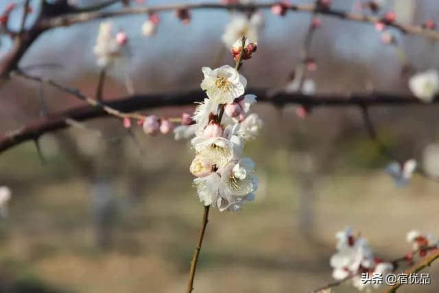 苏州初春旅游攻略：西山岛梅花进入最佳观赏期，实地美图欣赏！