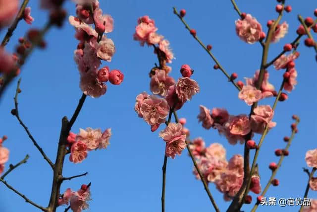 苏州初春旅游攻略：西山岛梅花进入最佳观赏期，实地美图欣赏！