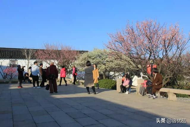 苏州初春旅游攻略：西山岛梅花进入最佳观赏期，实地美图欣赏！