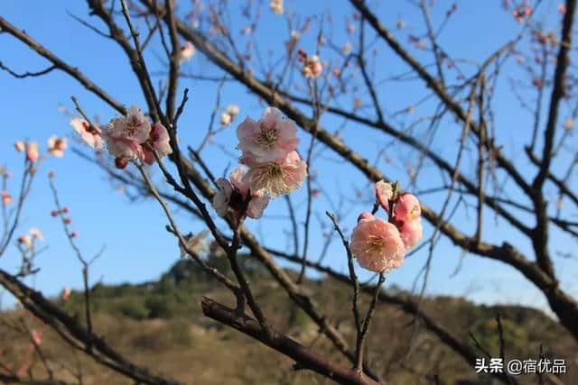 苏州初春旅游攻略：西山岛梅花进入最佳观赏期，实地美图欣赏！