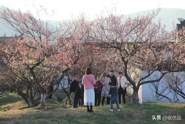 苏州初春旅游攻略：西山岛梅花进入最佳观赏期，实地美图欣赏！