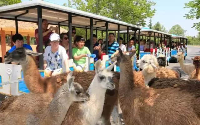 济南章丘各大景区放大招，文化旅游大餐让你嗨“双节”！