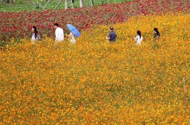 济南章丘各大景区放大招，文化旅游大餐让你嗨“双节”！