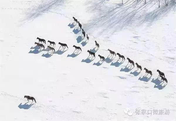 冬季到张家口除了滑雪，还能玩什么？