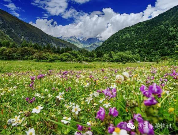 木格措的花海已成红海 景区出台多项优惠政策