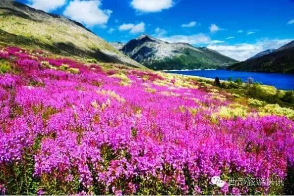 木格措的花海已成红海 景区出台多项优惠政策