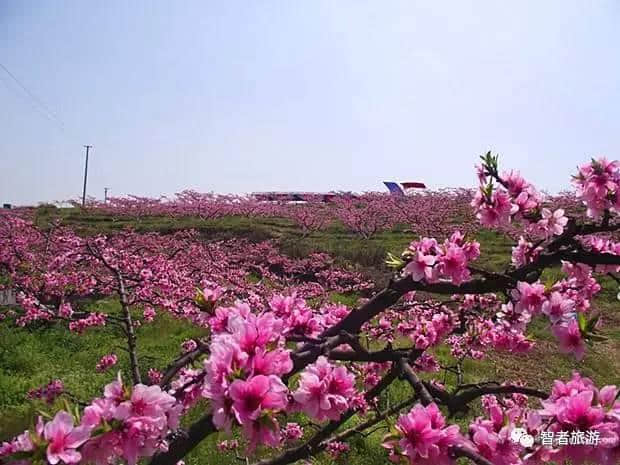 2017黄石及周边踏青赏花