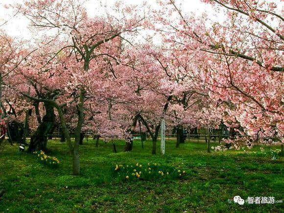 2017黄石及周边踏青赏花