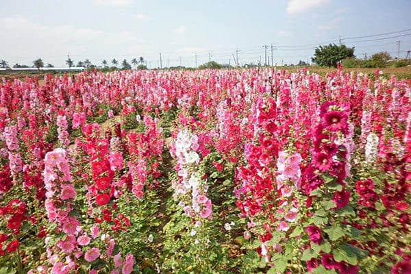 美食花海热点一次收集 台南六大景点一日游