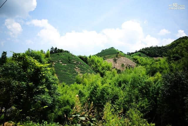 莫干山黄芽，竹海山居和科雷傲的法式慵懒