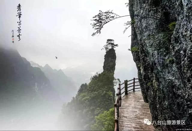 八台山野生土鸡免费抓，千盒鸡蛋随便拿！