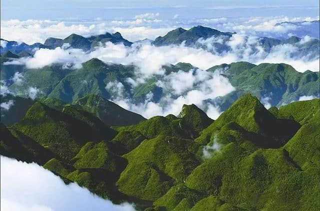 八台山野生土鸡免费抓，千盒鸡蛋随便拿！